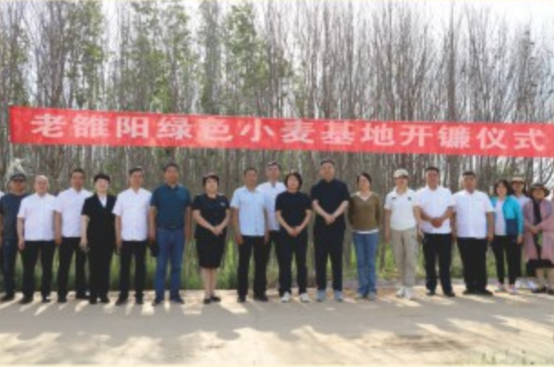 老雒阳绿色小麦示范基地再获丰收