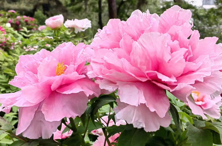 唯有牡丹真国色 花开时节动京城